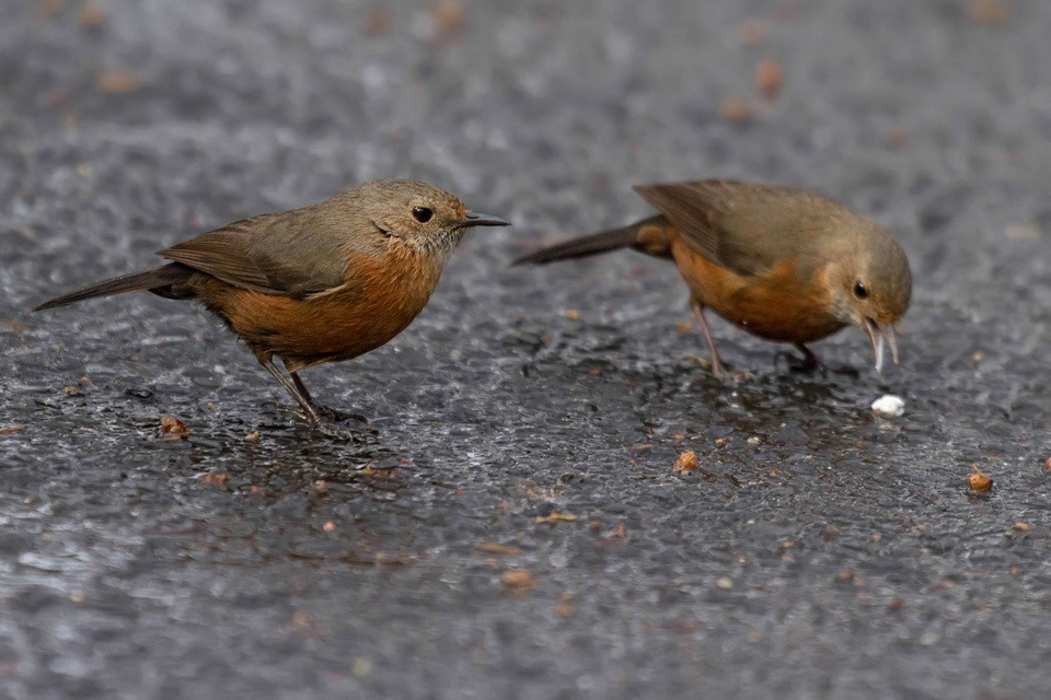 Rockwarbler (Origma solitaria)